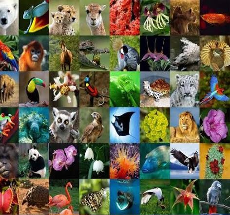 Ecology:Visualizing Life